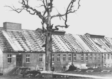 L'arbre de Goethe après le bonbardement